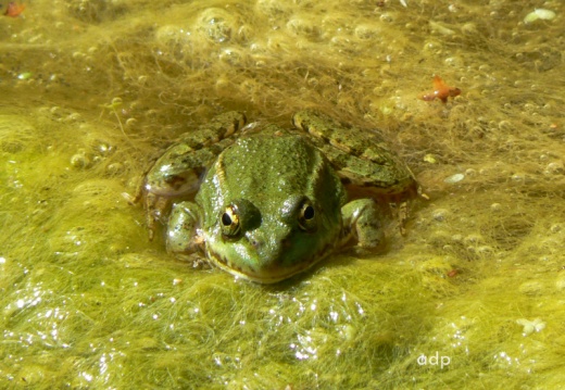 Marsh Frog (Rana ridibunda) Alan Prowse